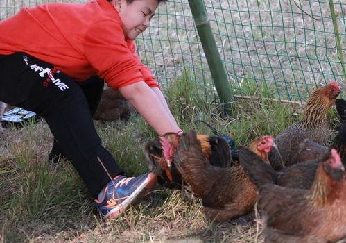 摸鱼吃瓜偷鸡,揭秘日常生活中的趣味小故事