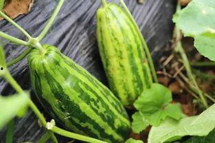 网络吃瓜是意思,揭秘虚拟世界的围观文化