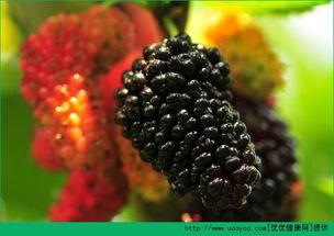 吃瓜拉黑屎,揭秘网络谣言背后的真相