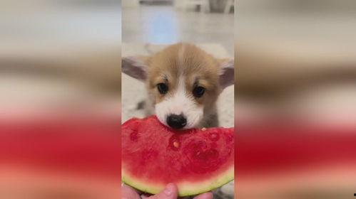 小狗吃瓜蛋,小狗的瓜蛋大冒险