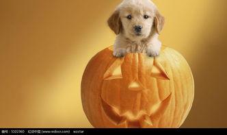 小狗吃瓜蛋,小狗的瓜蛋大冒险