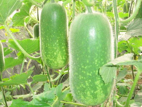 吃瓜q区的瓜能看吗