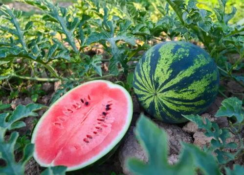 怀安吃瓜,揭秘当地特色美食背后的故事