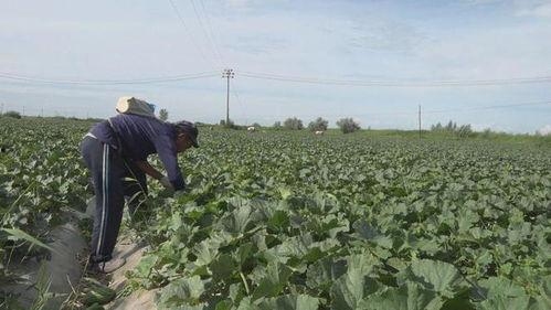 新疆花田小镇吃瓜,尽享夏日田园风情