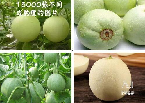 抖音吃的瓜都是什么瓜,揭秘那些让人垂涎欲滴的“吃瓜”瞬间