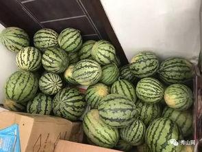 家长吃瓜比赛视频,欢乐亲子时光，趣味横生一幕幕