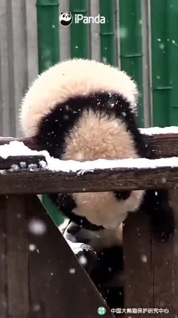 吃瓜小熊萧因,揭秘娱乐圈背后的那些事儿