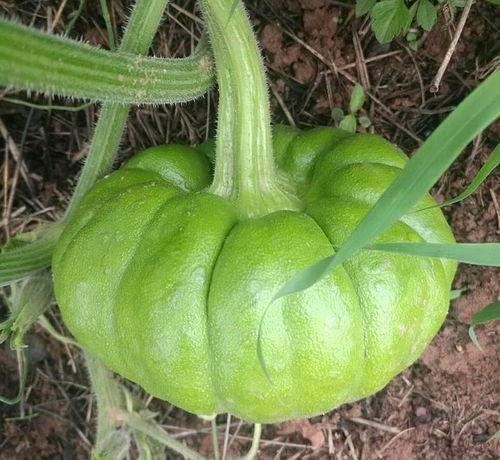 吃瓜的好处,揭秘吃瓜的好处与乐趣