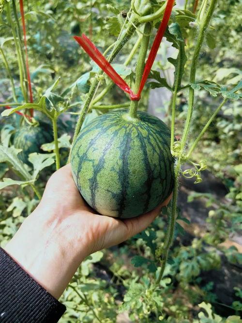 伯明翰吃瓜图片,一场别开生面的“吃瓜”盛宴