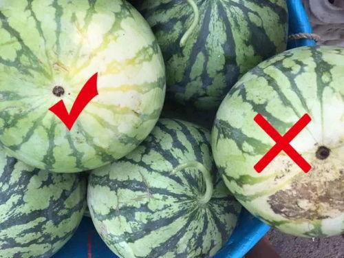 绿头吃瓜,一场吃瓜引发的奇幻之旅