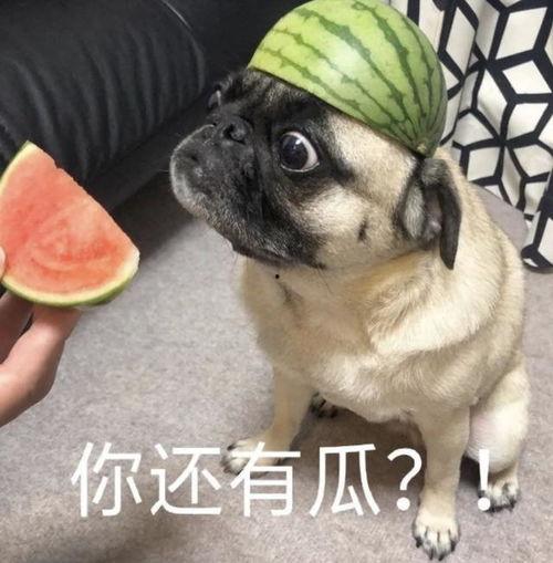 狗吃瓜表情包,萌宠界的“瓜王”诞生记