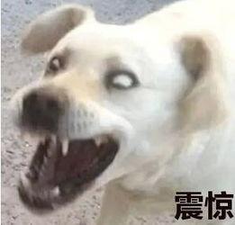 狗吃瓜表情包,萌宠界的“瓜王”诞生记