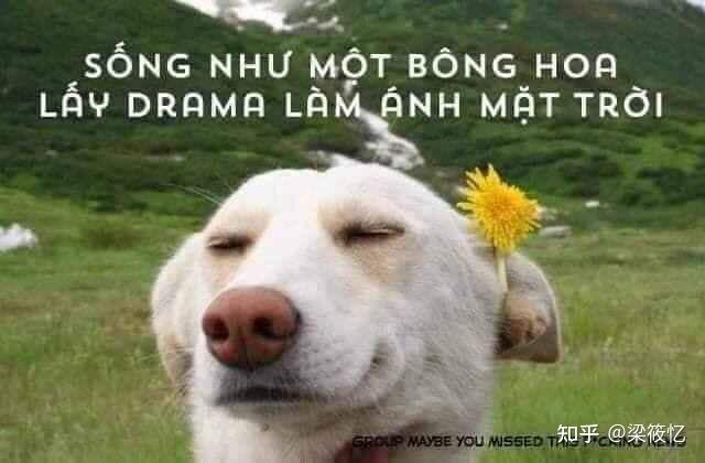 狗吃瓜表情包,萌宠界的“瓜王”诞生记