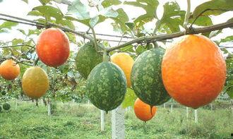 吊瓜直接吃吗怎么吃,直接享用还是巧妙烹饪？