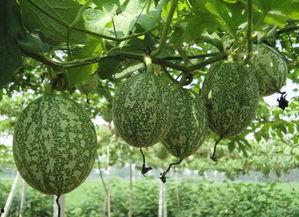 吊瓜直接吃吗怎么吃,直接享用还是巧妙烹饪？