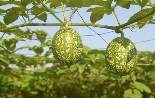 吊瓜直接吃吗怎么吃,直接享用还是巧妙烹饪？