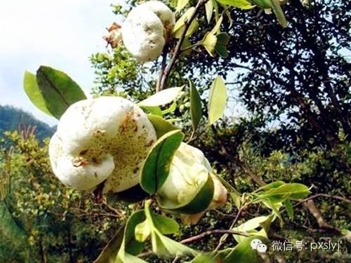 云木吃瓜林子,揭秘网络热点的背后故事