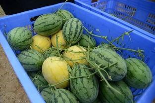 子乐吃瓜群,揭秘娱乐圈幕后故事