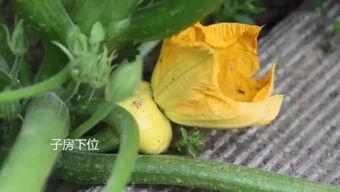 子乐吃瓜群,揭秘娱乐圈幕后故事