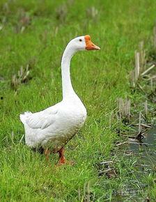 鹅喜欢吃瓜叶,瓜叶美食家的田园乐章