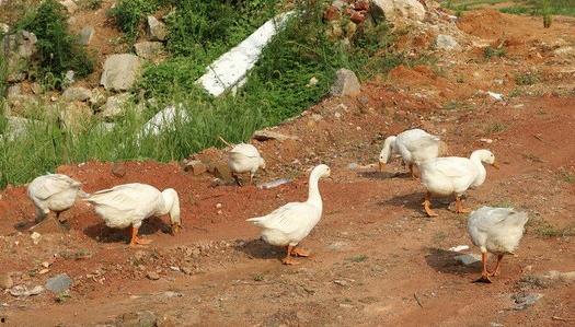 鹅喜欢吃瓜叶,瓜叶美食家的田园乐章