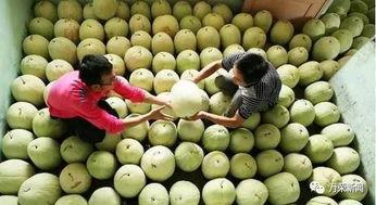 产妇可以吃三白瓜吗,三白瓜的营养与益处