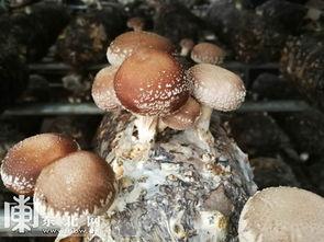 产妇可以吃三白瓜吗,三白瓜的营养与益处