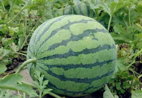 上海案件聚焦吃瓜会,吃瓜群众视角下的热点追踪