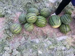 石瓜保存多久可以吃,掌握这些，轻松保存美味多日