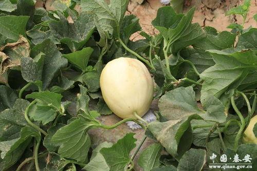 秦安吃瓜,揭秘网络热点的背后故事