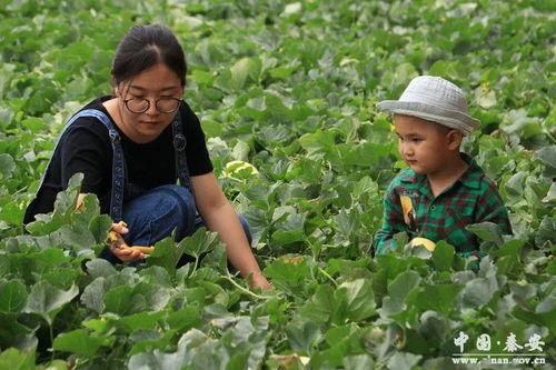 秦安吃瓜,揭秘网络热点的背后故事