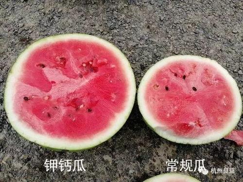 吃生瓜游戏,揭秘生瓜游戏的独特魅力