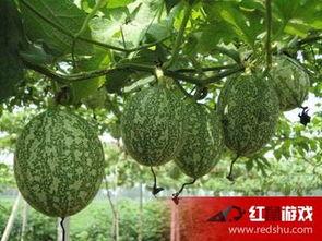 吊瓜吃籽籽,一颗籽的奇妙旅程