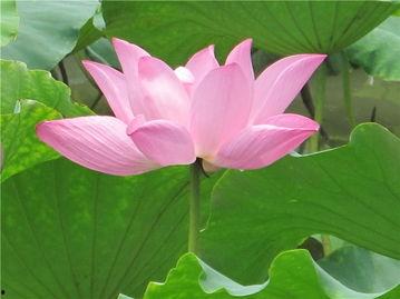 吊瓜吃籽籽,一颗籽的奇妙旅程