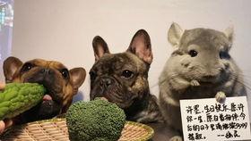 阿呆吃瓜,揭秘娱乐圈那些不为人知的幕后故事