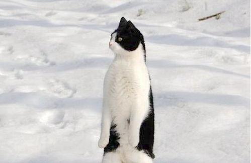 阿呆吃瓜,揭秘娱乐圈那些不为人知的幕后故事