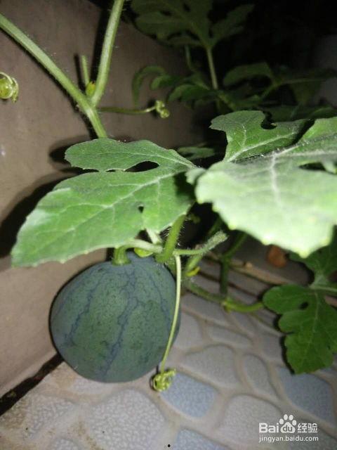 吃的瓜种子能种吗,探索可种植的瓜类种子奥秘