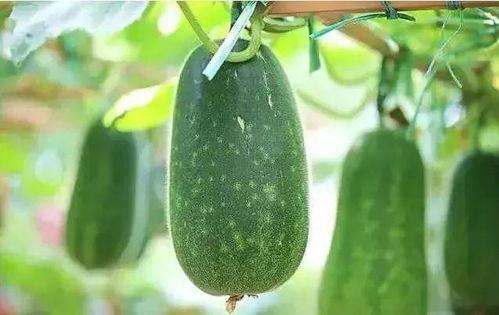 吃的瓜种子能种吗,探索可种植的瓜类种子奥秘