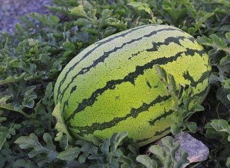 滨河路吃瓜,夏日街头美食盛宴
