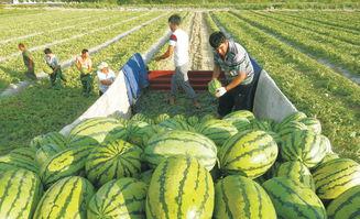 51吃瓜大瓜今日入口ccgg,今日入口ccgg精彩回顾