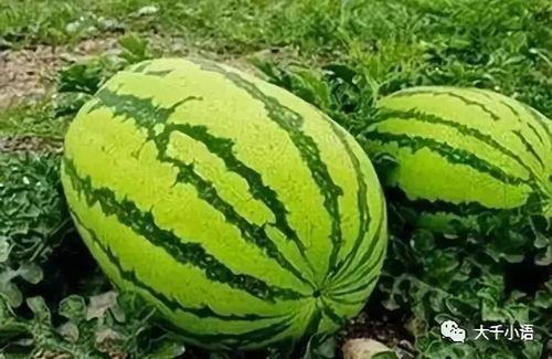 51吃瓜大瓜今日入口ccgg,今日入口ccgg精彩回顾