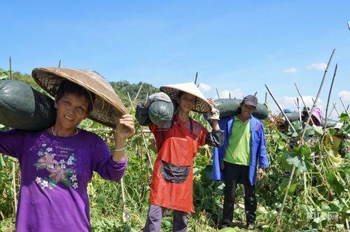 吃瓜群众冬瓜村,吃瓜群众眼中的乡村生活画卷
