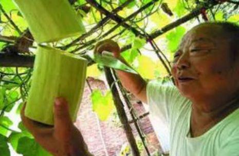 砍着吃的瓜,砍着吃的瓜，尽享丰收滋味