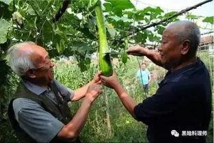 砍着吃的瓜,砍着吃的瓜，尽享丰收滋味