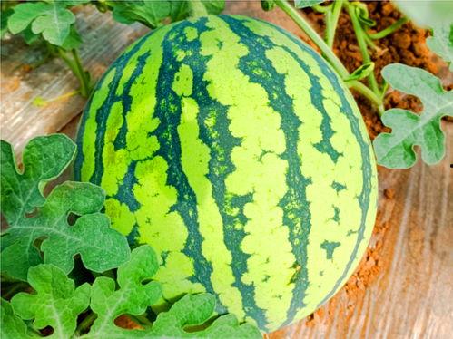 水坪镇吃瓜,夏日炎炎，吃瓜群众欢乐多