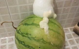 吃泡泡的瓜,甜蜜诱惑，尽享美味时光