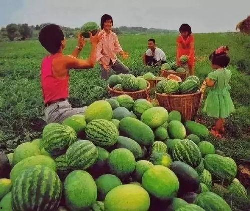 在线吃瓜了,揭秘“在线吃瓜”背后的娱乐现象