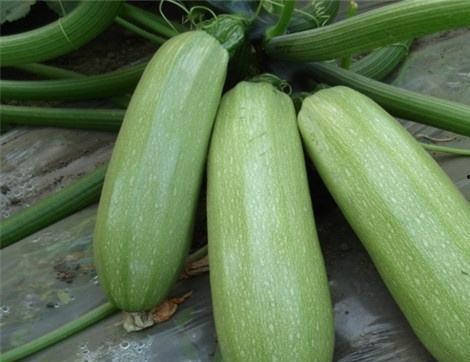 吃瓜头的好处,揭秘日常生活中的小确幸