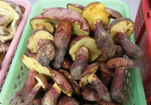 缅北挑人手筋的吃瓜,揭秘神秘组织背后的黑暗真相