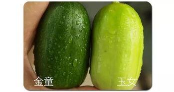 玉女瓜可以直接吃,天然美味，可直接食用的健康佳品